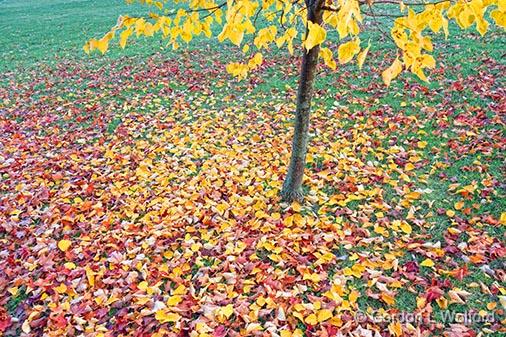 Autumn Leaves_30318.jpg - Photographed at Smiths Falls, Ontario, Canada.